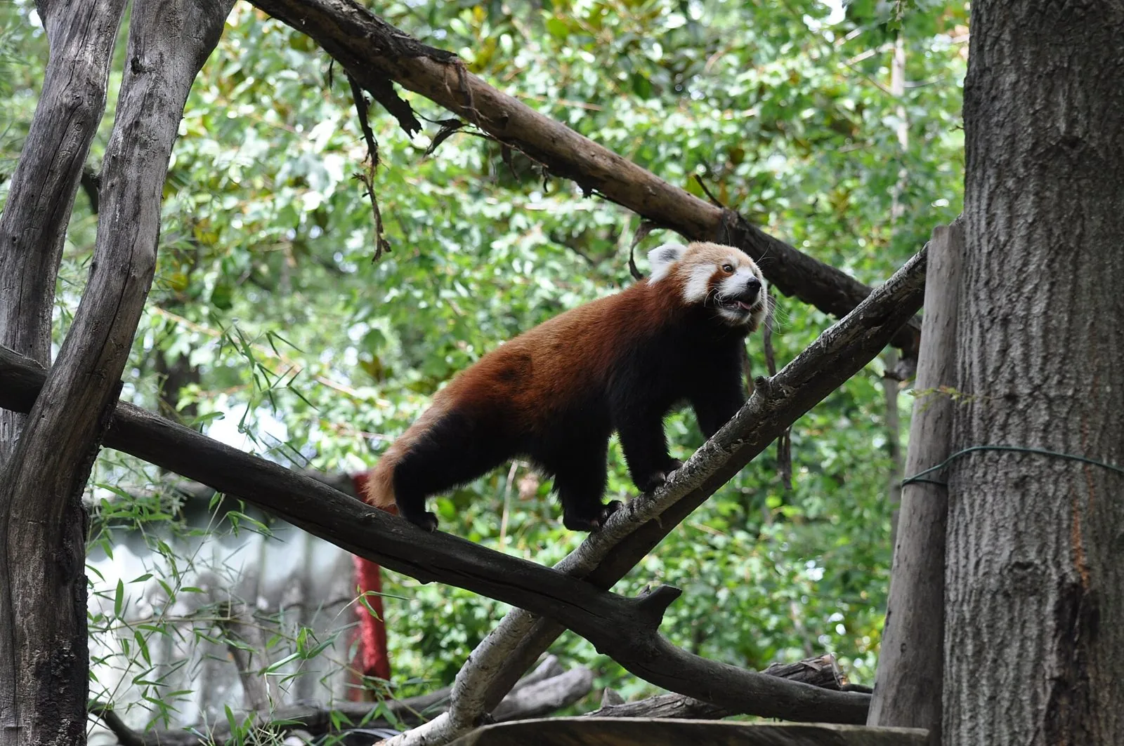 Un panda rosso cammina su un ramo al Giardino Zoologico di Pistoia